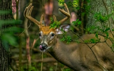 Senate Democrats Celebrate Opening Day, Highlight Policy and Budget Wins to Support Hunters